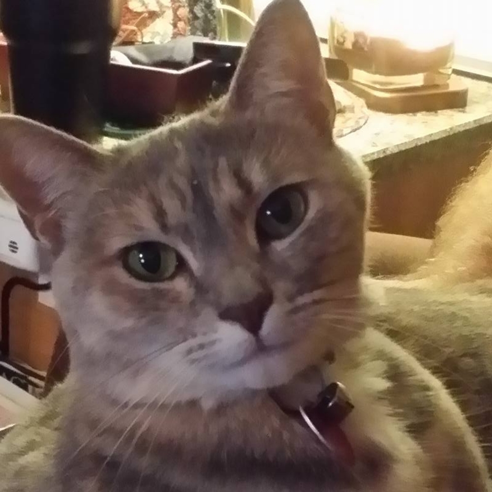 Meet your Posher, Cindy